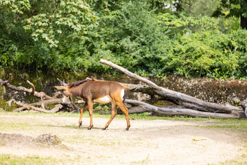 Amazing capricorn is walking through the nature and enjoys the good air. The capricorn are searching for some grass to eat.