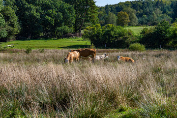 Fototapeta na wymiar Here we see beautiful runs grazing in a field