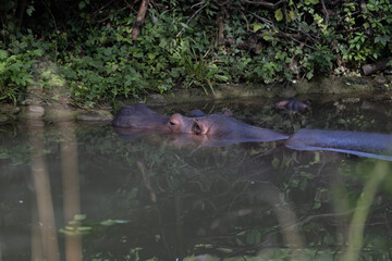 Amazing hippo is laying in the water and relax at this hot day. A hippo is a really big animal and the most dangerous in the whole world. © Philip