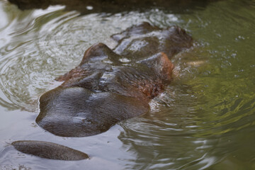 Amazing hippo is laying in the water and relax at this hot day. A hippo is a really big animal and the most dangerous in the whole world.