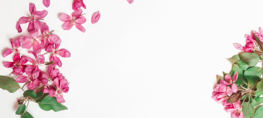 Fresh branches of apple blossoms on light pink table background. Flat lay. Copy space. Postcard. Banner