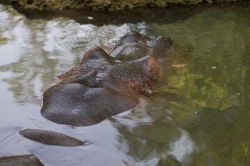 Amazing hippo is laying in the water and relax at this hot day. A hippo is a really big animal and the most dangerous in the whole world. © Philip