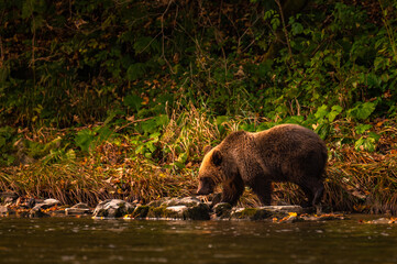 Obraz na płótnie Canvas Brown Bear, Carpathian Mts. Poland