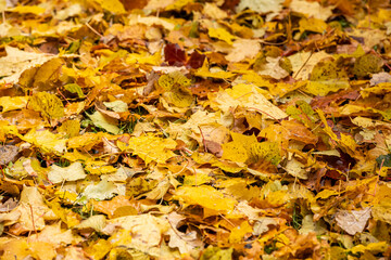 autumn fallen yellow foliage