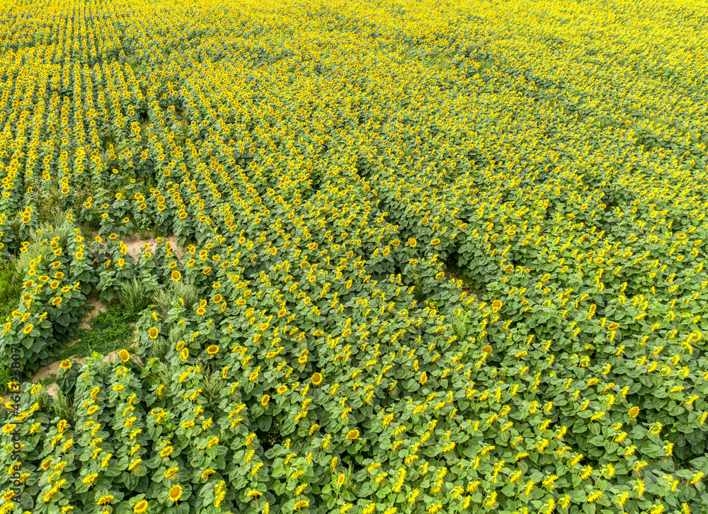 Sticker Sunflower field with cloudy blue sky, aerial bird-eye view.