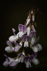 purple orchid flower