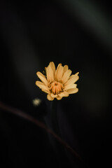 yellow daisy flower