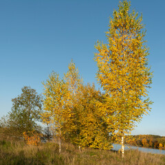 Colorful yellow orange birch trees on the river bank. Scenic autumn landscape with clear blue skies and the light of the setting sun