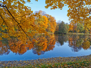 Autumn in the park. Maples with bright, orange leaves grow on the shore of the pond and are reflected in its blue water..