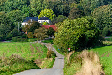Road meanders through the beautiful summer field landscape with yellow flowers meadow landscape, green trees