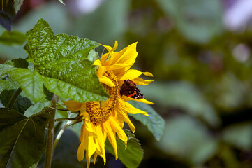 Duży ozdobny kwiat słonecznika i motyl w pięknych mocnych promieniach słońca	