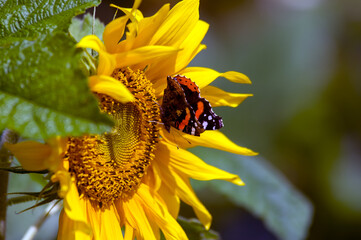 Duży ozdobny kwiat słonecznika i motyl w pięknych mocnych promieniach  słońca	
