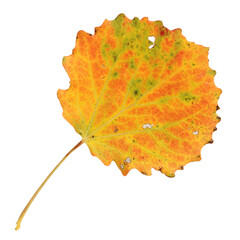 aspen autumn leaf isolated on a white background with a clipping path