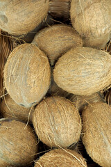 lots of oval whole coconuts. kind of super