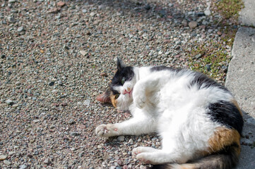 Szylkretowy kot bawiący się na chodniku	
