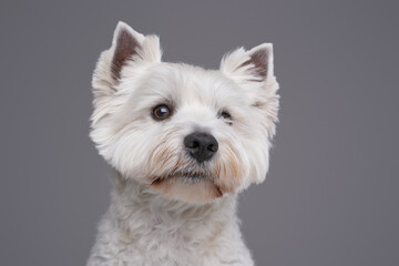 West highland terrier with white fur against gray background