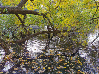 Obraz na płótnie Canvas Autumn in the park. Willow with yellowing leaves, bent over a pond in which ducks and fallen leaves swim.