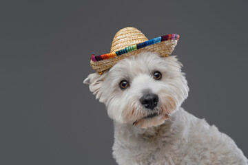 Amusing white terrier puppy with mexican straw hat