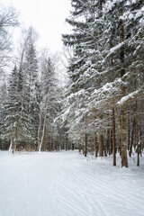 Snowy road with ski traces in winter forest