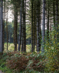 forest in autumn