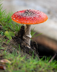 fly agaric mushroom