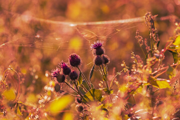 Autumn colorful flowers and weeds in the meadow.
