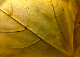 Colorful autumn leaf in macro for background. Background in autumn colors.