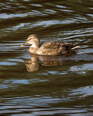 duck on the water