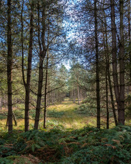 autumn in the forest