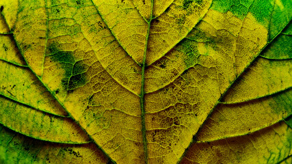 Colorful autumn leaf in macro for background. Background in autumn colors.