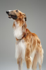 Brown persian greyhound standing against grey studio background