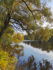 Fototapeta premium A tree with yellow leaves, bent over a pond and reflected in its water.