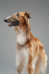 Brown persian greyhound standing against grey studio background
