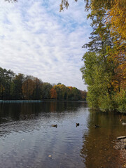 Ducks swim in a pond, along the banks of which trees with bright autumn leaves grow.
