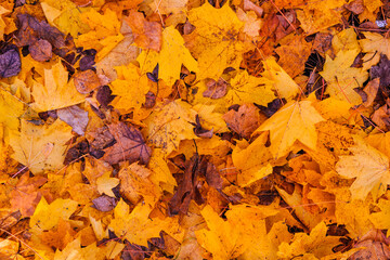 Naklejka na ściany i meble background of orange autumn leaves