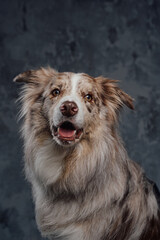 England purebred sheepdog with fluffy fur against dark background