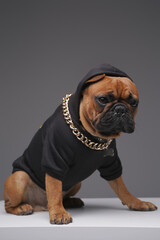 Domestic purebred french bulldog dressed in black hoody