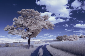 infrared photography - surreal ir photo of landscape with trees under cloudy sky - the art of our...