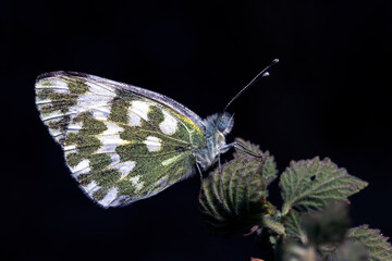 Pontia Edusa