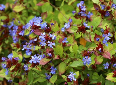 A frost-resistant plant Ceratostigma or leadwort, plumbago (Ceratostigma plumbaginoides) from China blooms in the autumn garden. With bright, blue flowers.