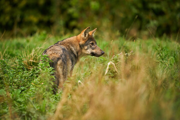 Fototapeta na wymiar Gray wolf, Canis lupus, in the morning light.