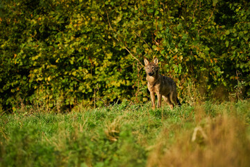 Gray wolf, Canis lupus, in the morning light.