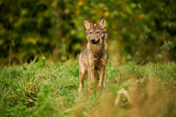 Naklejka na ściany i meble Gray wolf, Canis lupus, in the morning light.