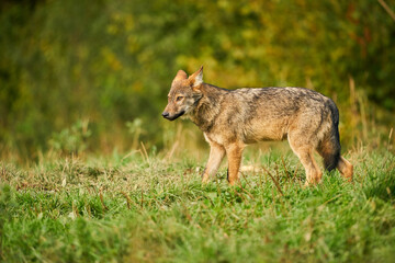 Fototapeta premium Gray wolf, Canis lupus, in the morning light.