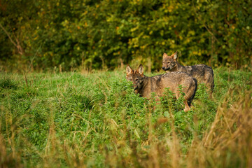 Two wolves - Canis lupus hidden in a meadow.