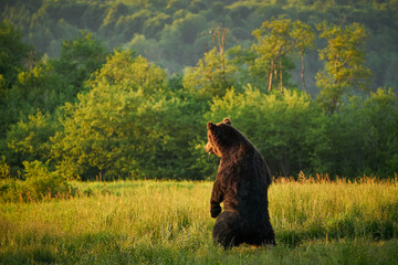Fototapeta premium Brown Bear - Ursus arctos on a mountain meadow.