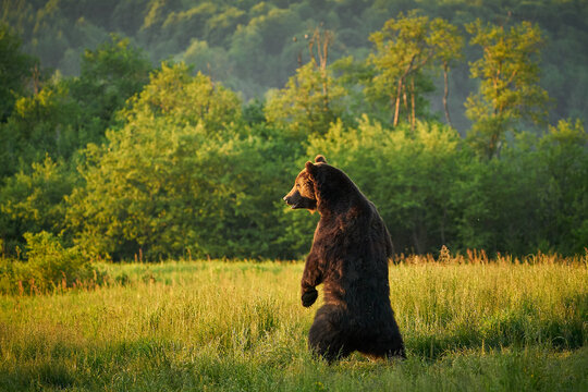 Brown Bear - Ursus arctos on a mountain meadow.