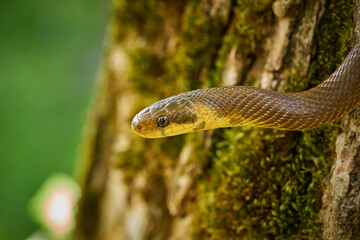 Naklejka na ściany i meble Aesculapean Snake (Zamenis longissimus) on the branch.