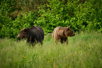Brown bear family in the grass in the meadow