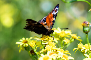 butterfly sitting on a yellow flower